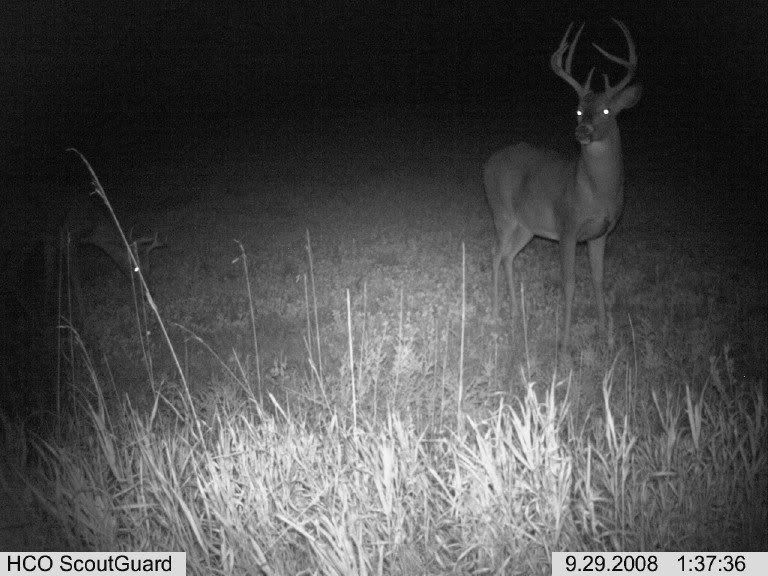 kfbuck.jpg