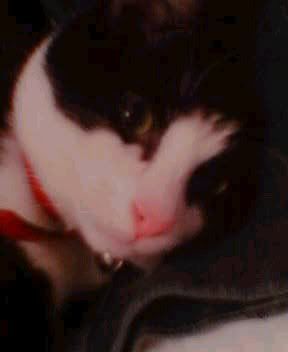 cutey.jpg