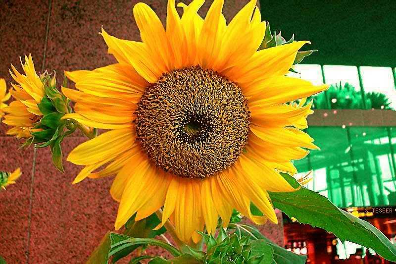 sunflower