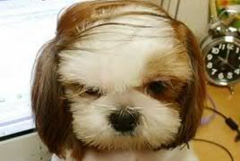 Dog with combover