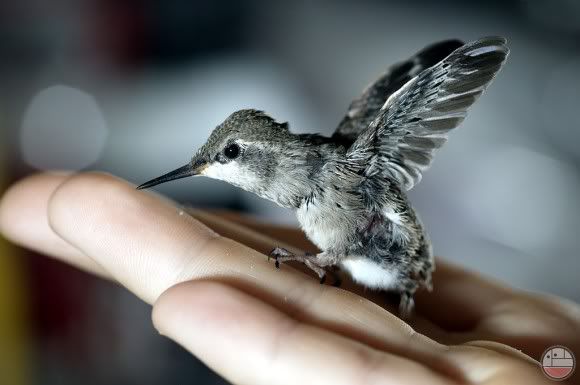  hummingbird