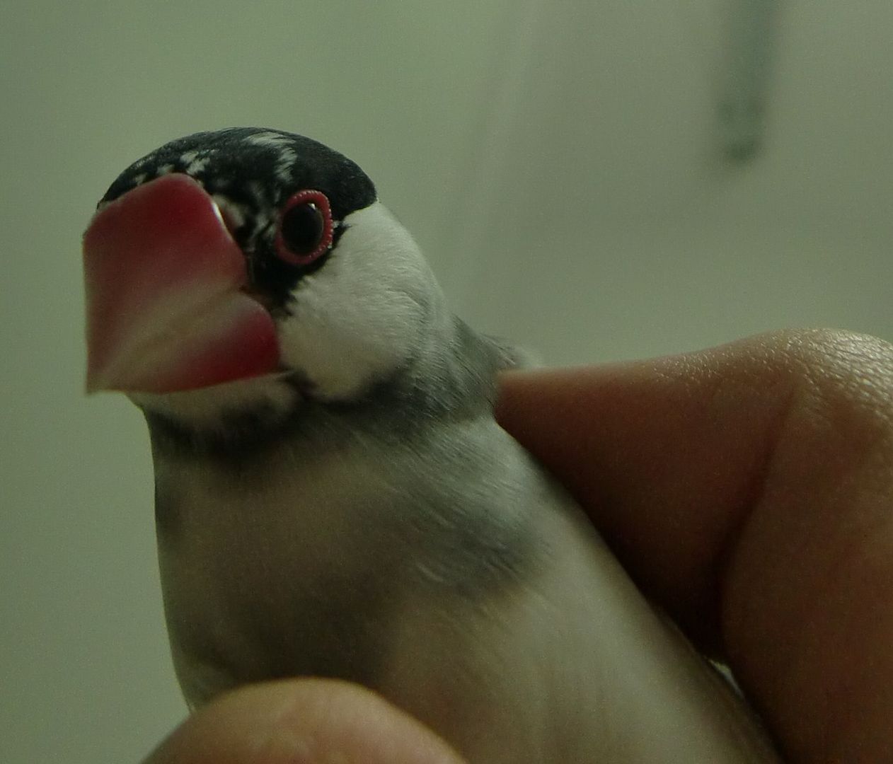 FINCHforum • View topic sexing zebra finches and java sparrows