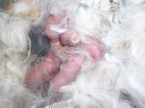 a long over-due update (bunny pictures)