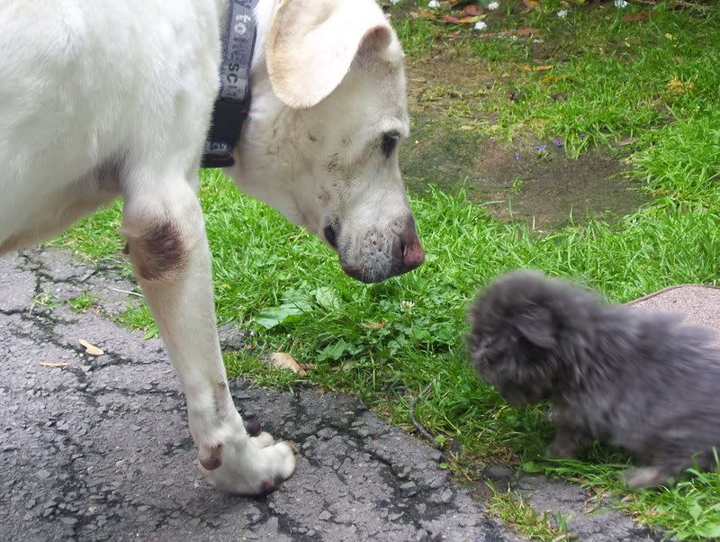 re: Please Pray for My Dog Who is on Oxygen