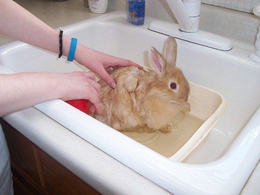 re: Miss Holly Gets a Bath