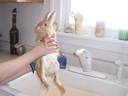 re: Miss Holly Gets a Bath