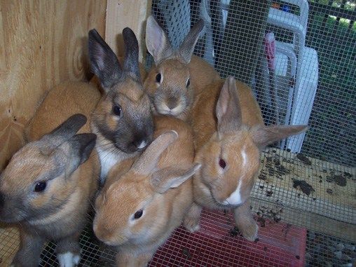 a long over-due update (bunny pictures)