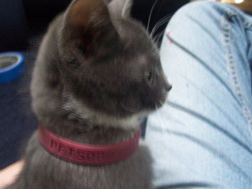 re: Viva La Cat Resistance!