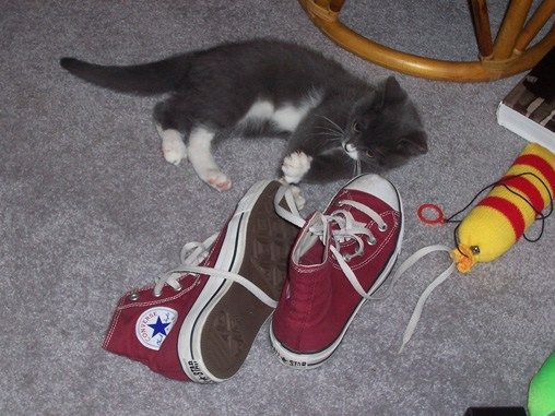 re: Viva La Cat Resistance!