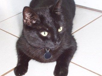 re: Names for Kitten