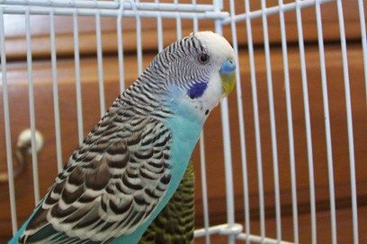 re: Does anyone know know anything about Sudden Death (very sudden) in Parr