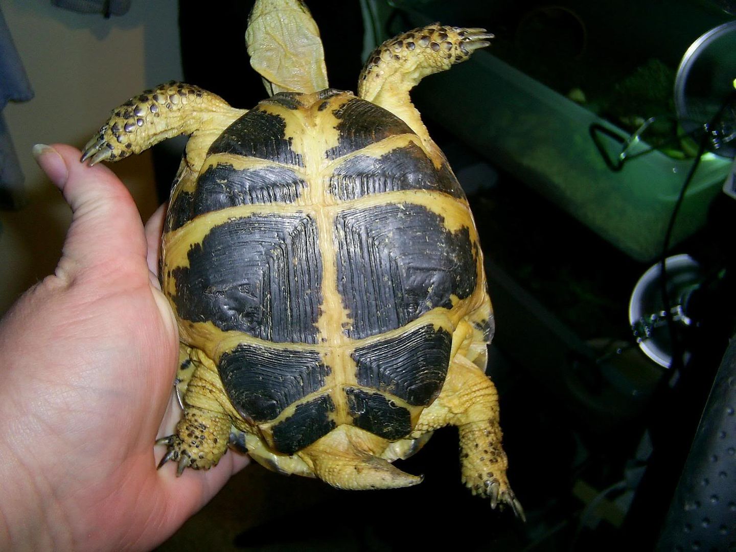 How Can I Tell What Sex A Tortose Is Strange Question I Know But Have