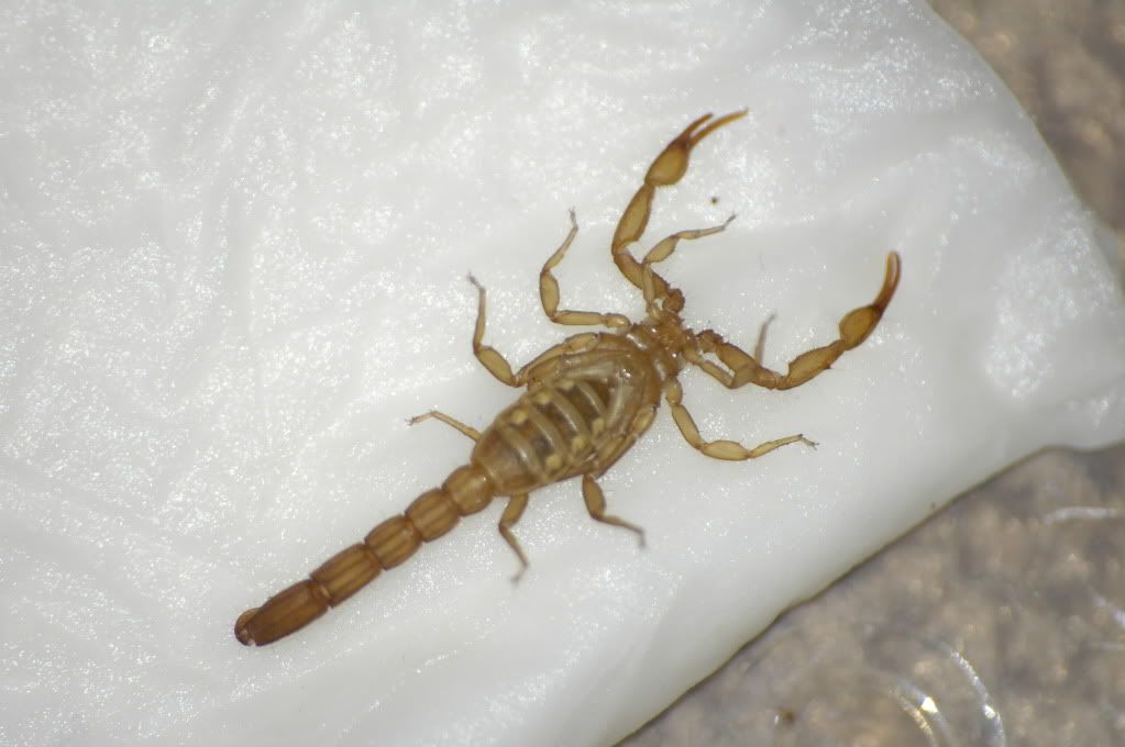 striped tail scorpion