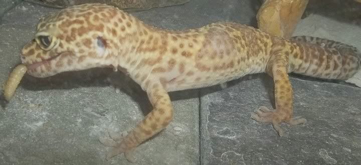 REXAPRIL.jpg
