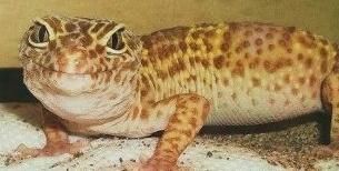 REXCONTEST.jpg