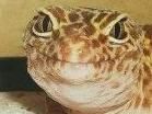 rexface-1.jpg