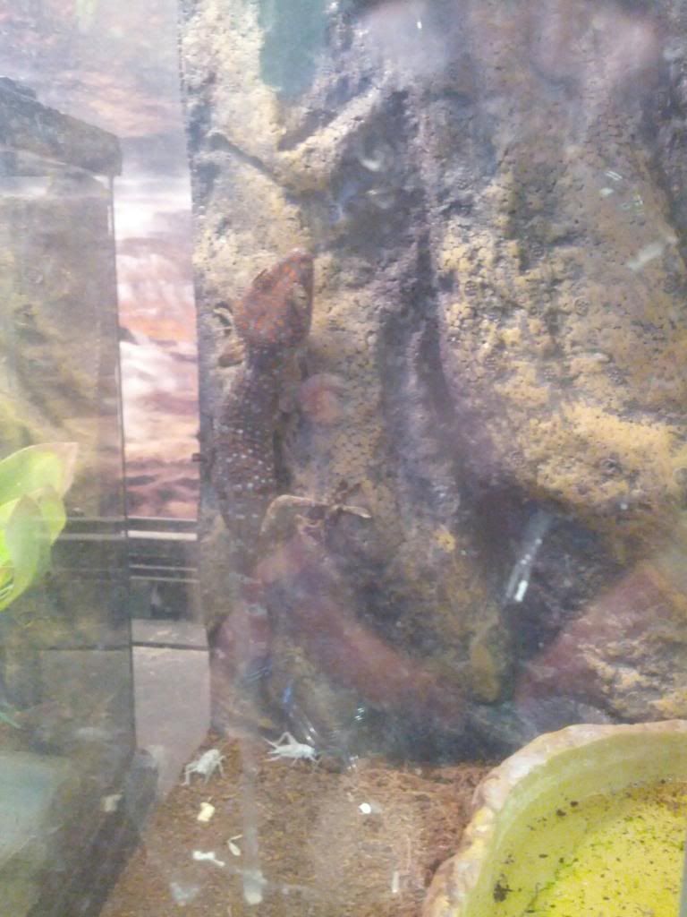 tokaygecko_zps466788ec.jpg