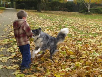 Connor &amp; Mercury in Autumn leaves 29 Oct 2010