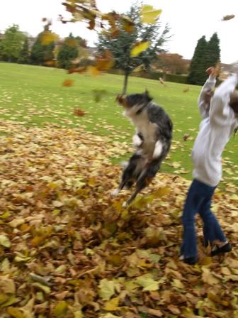 Gabby &amp; Mercury in Autumn leaves2 29 Oct 2010