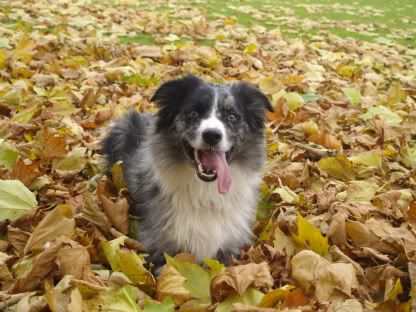 Mercury in Autumn leaves 29 Oct 2010