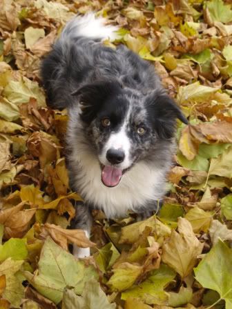 Mercury in Autumn leaves1 29 Oct 2010