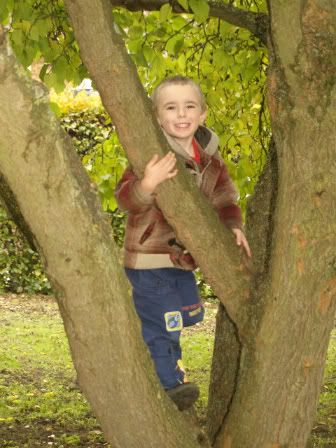 Connor in tree 29 Oct 2010