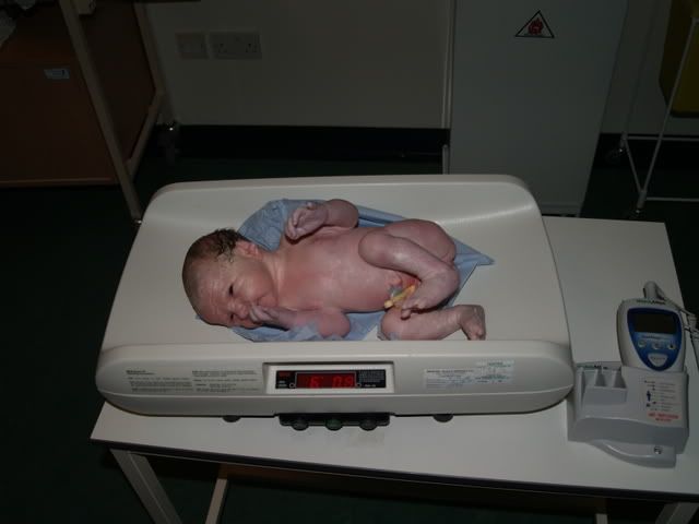 Cameron 6lb