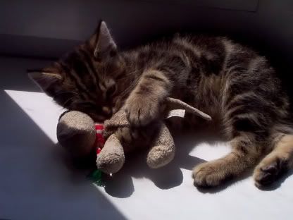 Caspian Kitten with Fizzy