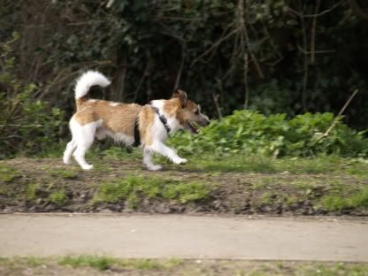 Dog Friend 11 April 2010 3