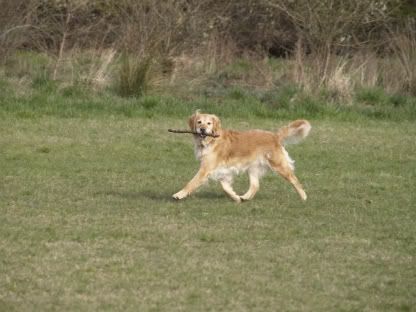 Dog Friend 11 April 2010 1