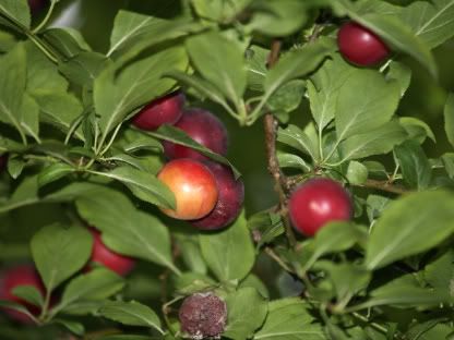 Plums Seven Fields walk 25 Aug 2010