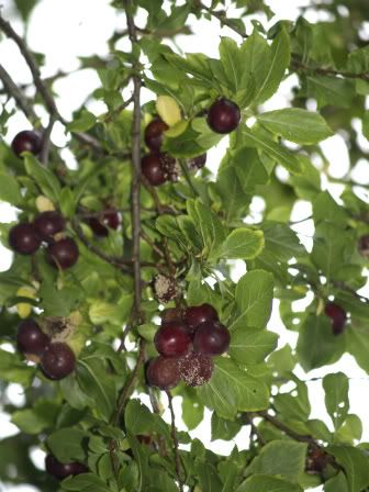 Plums Seven Fields walk1 25 Aug 2010