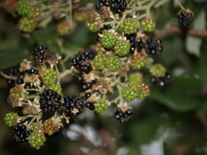 Blackberries Seven Fields walk 25 Aug 2010