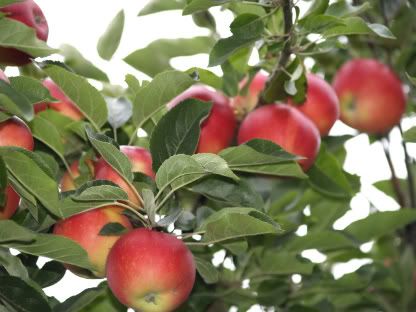 Apples Seven Fields walk 25 Aug 2010