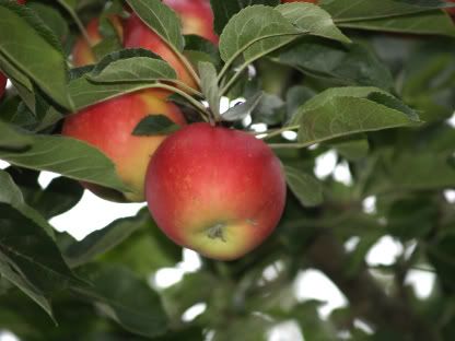 Apples Seven Fields walk1 25 Aug 2010