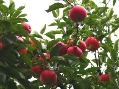 Apples Seven Fields walk2 25 Aug 2010