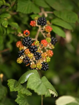 Blackberries Seven Fields walk1 25 Aug 2010