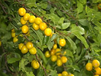 Yellow Plums Seven Fields walk 25 Aug 2010