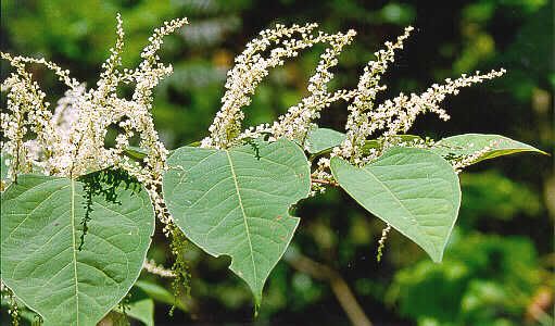 Japanese Knotweed up close. Pictures, Images and Photos