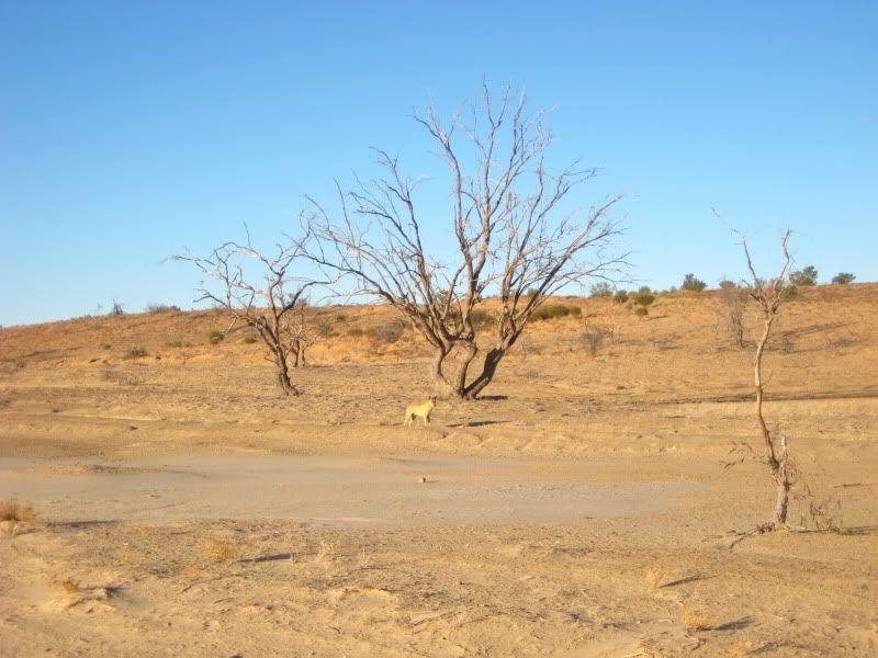 Innamincka163.jpg