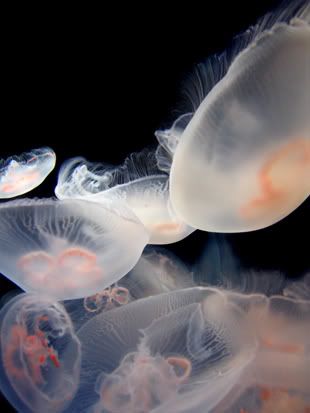 jellyfish2copy.jpg