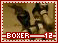 boxer12