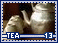 tea13