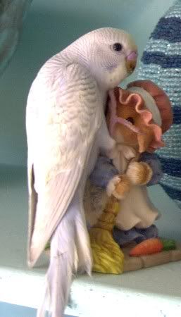 bird1.jpg