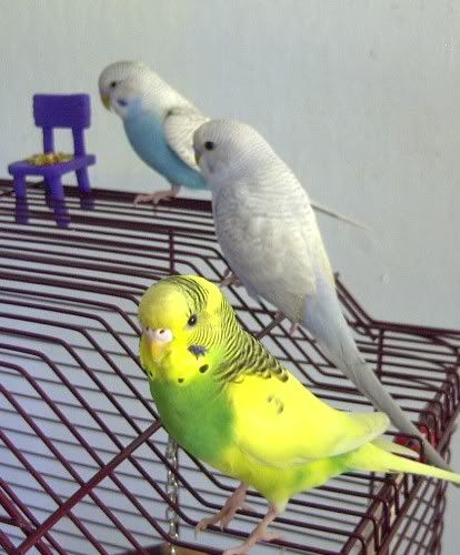 birds.jpg