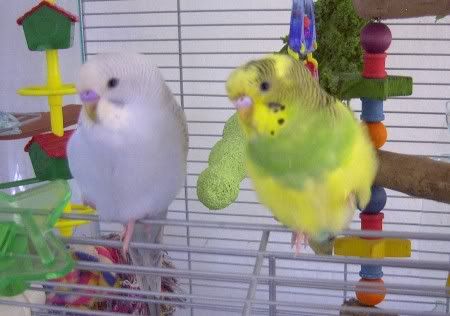 birds2.jpg
