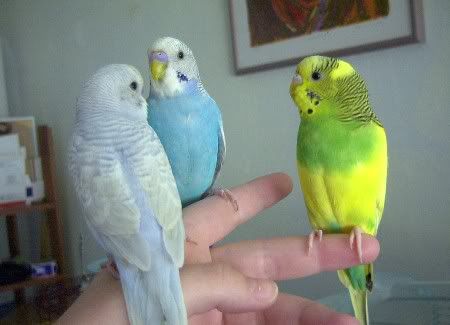 birdsa1.jpg