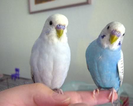 birdsa2.jpg