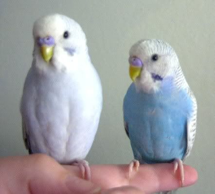 birdsa3.jpg