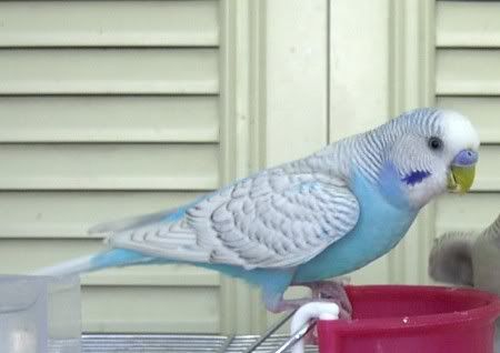 blue.jpg
